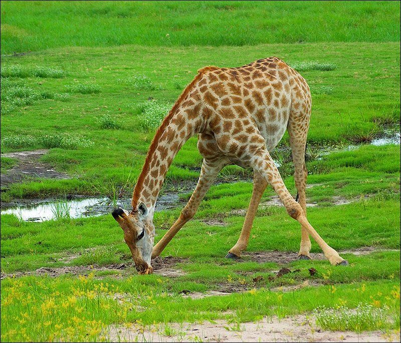 африка, ботсвана, национальный, парк, чобэ ***photo preview