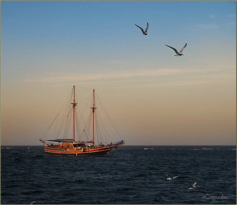 красное море, судан, яхта, чайки, вечер Все подружки по парам... или Суданский натуральный градиент...photo preview