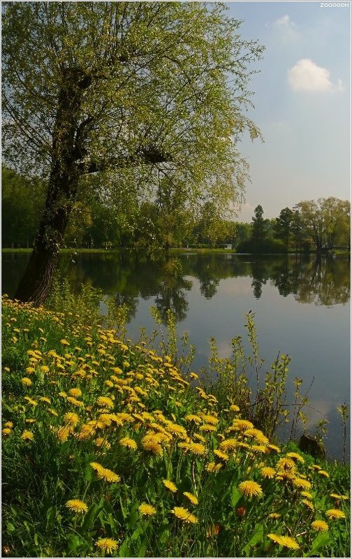 петербург, парк, победы Одуванчиковое настроениеphoto preview