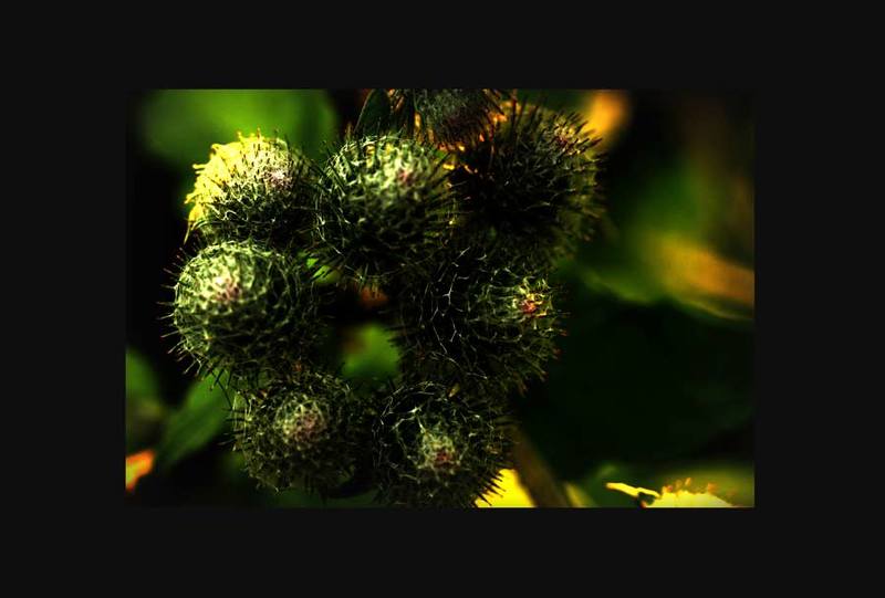 природа, цветы :)photo preview