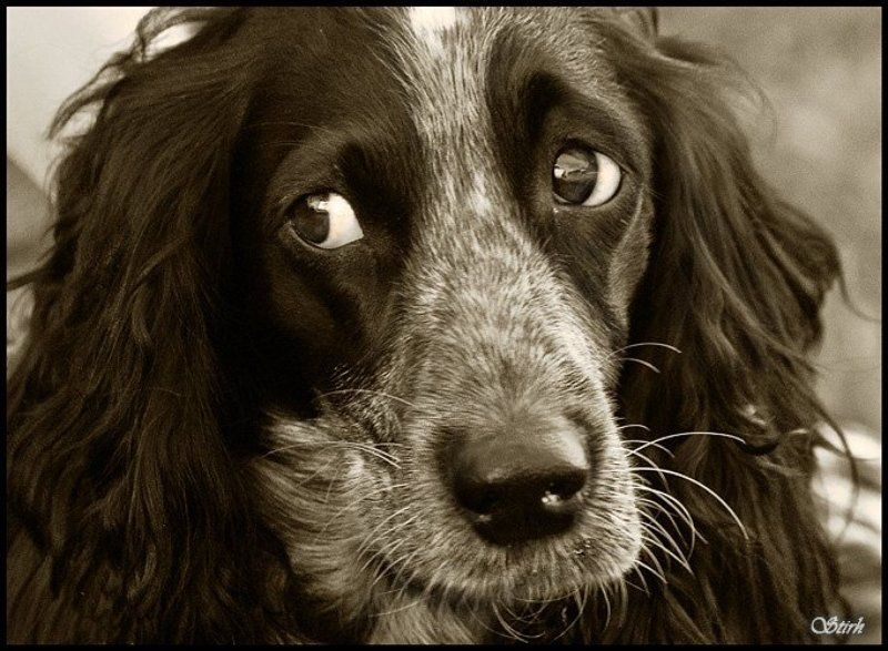 @ собака глаза чб животные потрет @photo preview