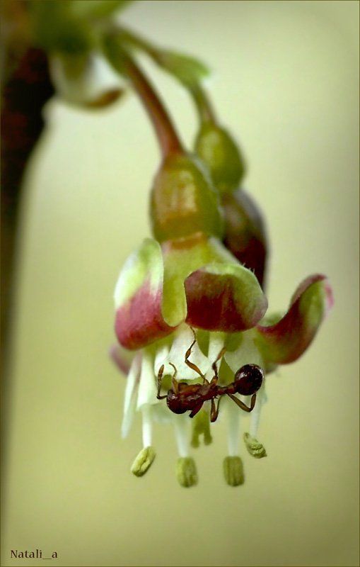 цветок, крыжовник, муравей, весна ***photo preview