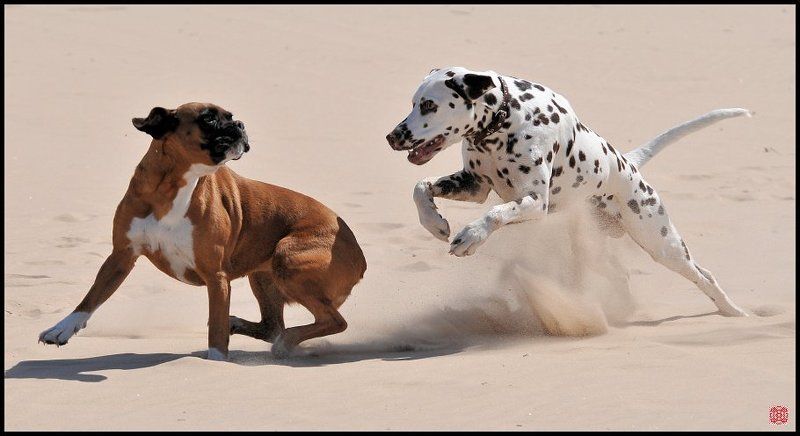 vitalight araghorn the king Давай поиграем!photo preview