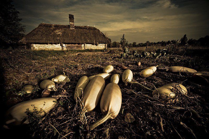 осень, пейзаж, кабачки кабачки...photo preview