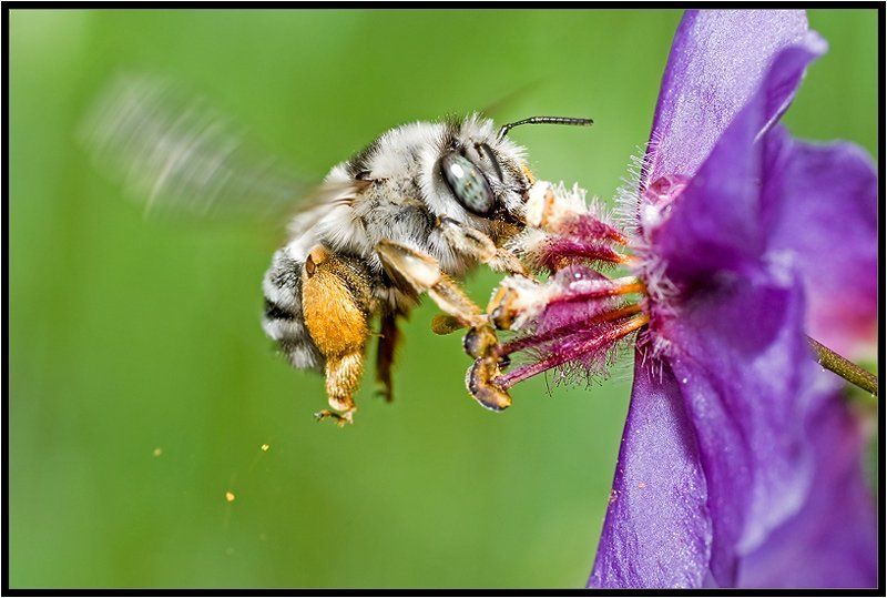макро,пчёла,качурин алексей,опыление,цветы Роняя пыльцуphoto preview