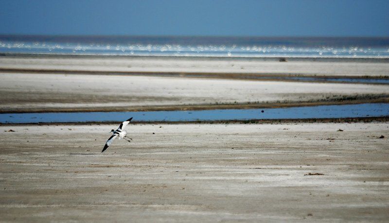 эльтон,птица,вода,пейзаж,татаринцев На Юг ...photo preview