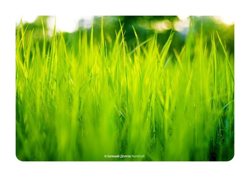 лето, 1 июня, трава, вечер ***photo preview