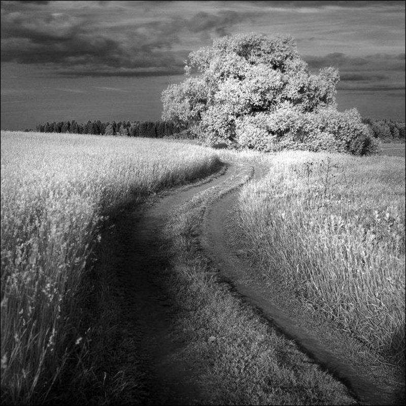 Квадпатная летняя чб картинка с дорогой к дереву на Истреphoto preview