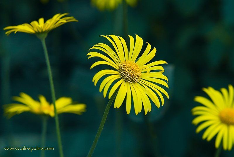 весна,цветы Солнечная диагональphoto preview