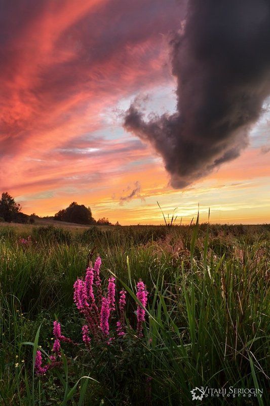 поле, небо Моё полеphoto preview