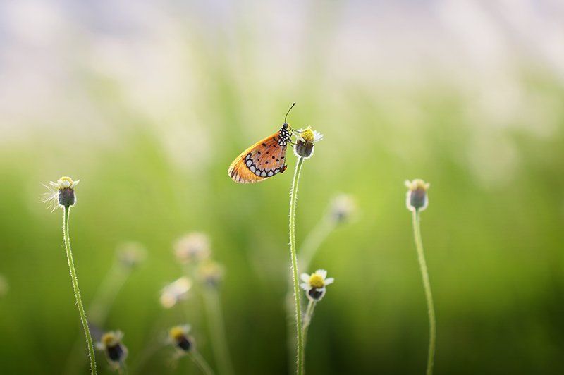 Macrophoto preview