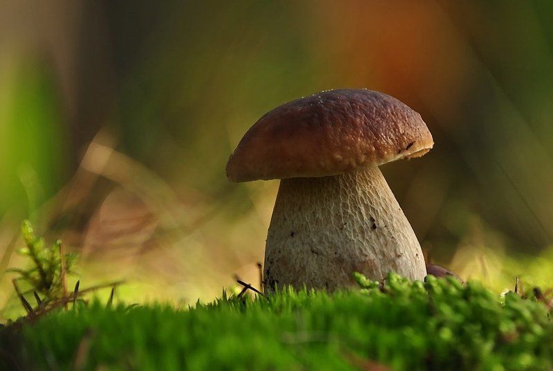 грибphoto preview