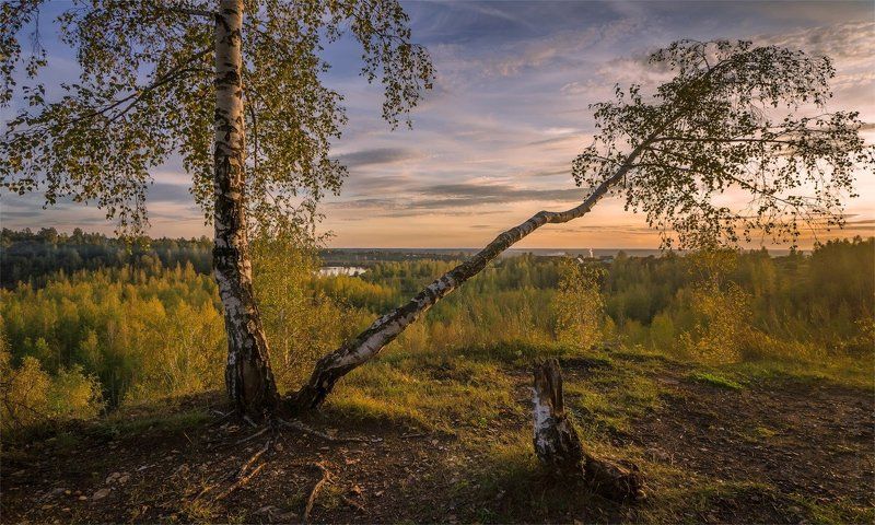 береза, вечер, закат, пень, холм Вечер на холмеphoto preview