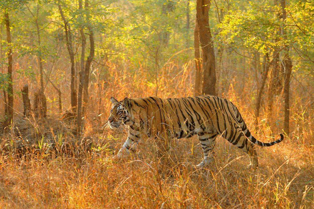 , Алексей Тищенко