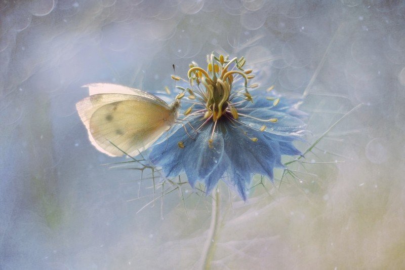 macro, butterfly, flower Butterflyphoto preview