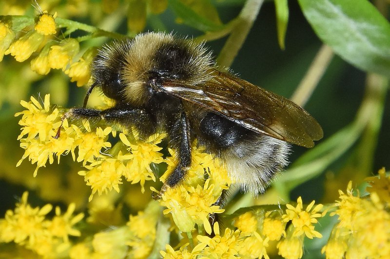 макро,природа,насекомые шмельphoto preview
