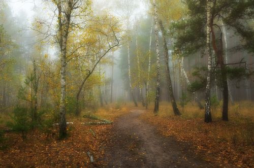 Всё растворялось в пелене тумана