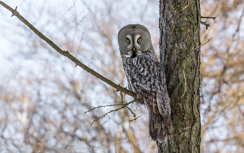 неясыть, неясыть бородатая,  хищная птица, птица, дикая птица, орнитология, дикая природа, фотоохота, Неясыть бородатая.photo preview