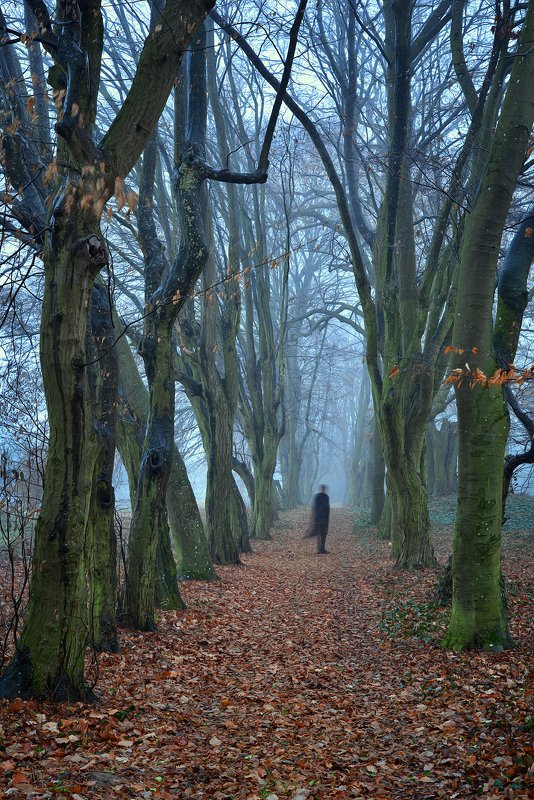 привидение ghost spook alone in park trees magic foggy morning path autumn fall mist dranikowski zjawa fog привидениеphoto preview