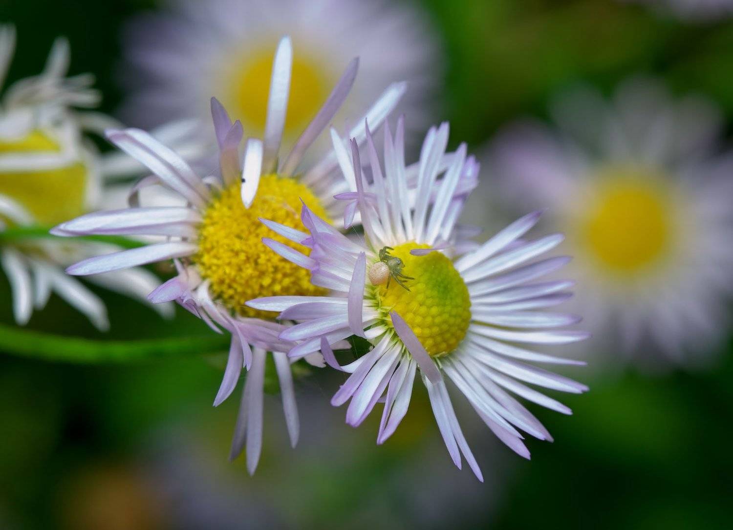 , Сергей Харитон