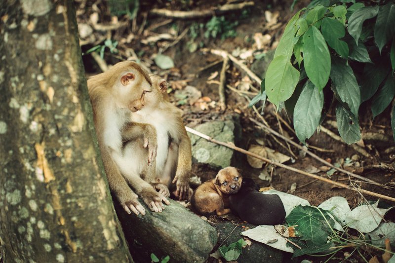 обезьяны обезьяна щенки собаки Семьяphoto preview