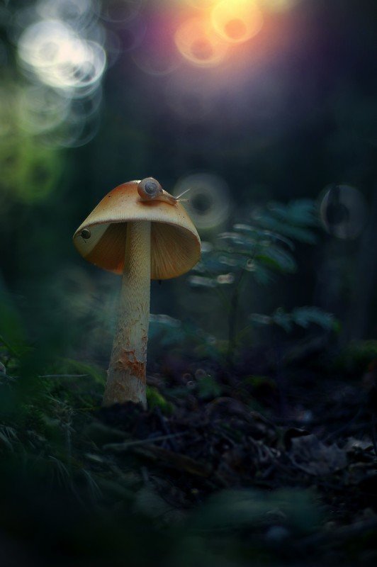 Magic forestphoto preview