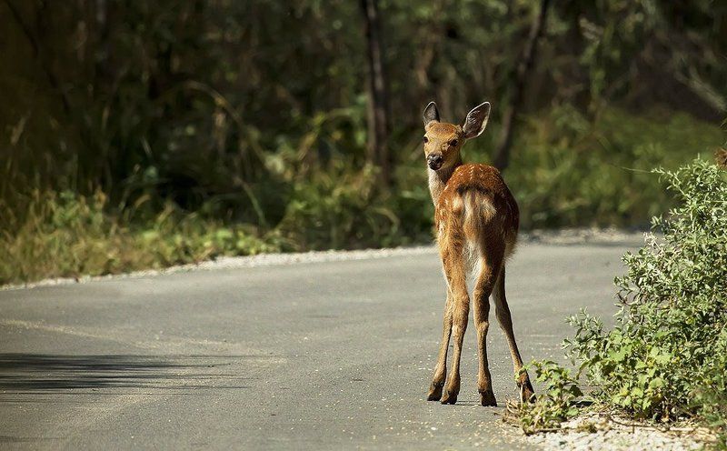 Дорожные встречи.photo preview