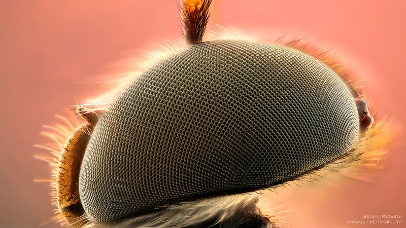 macro johann schutte 10:1 soldier fly Soldier Fly 10:1 180 images 7 micron stepsphoto preview