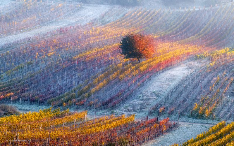 моравия,осень,виноградники,рассвет,утро,пейзаж,иней Дыхание зимы...photo preview