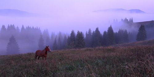 Ёжик в тумане)
