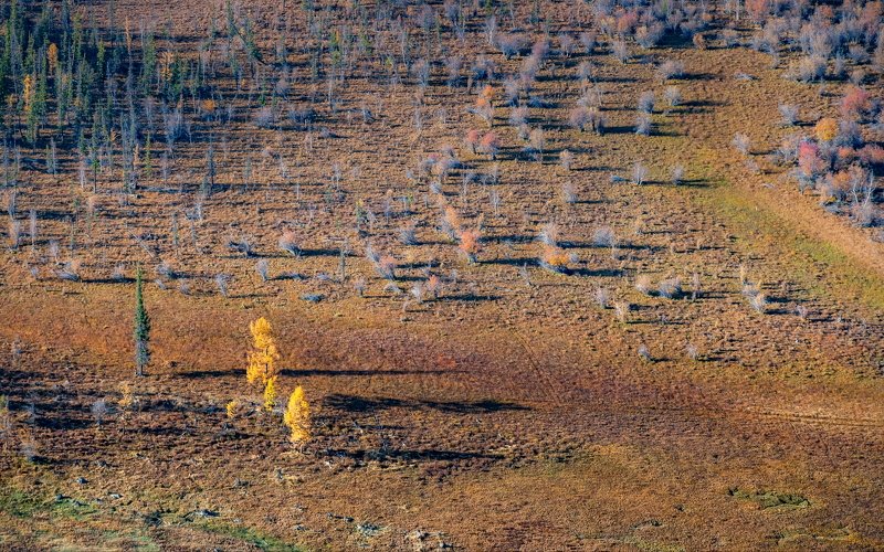горы, алтай, горный алтай, ник васильев, красота, утро, кусты, деревья, свет, Пушистики.photo preview