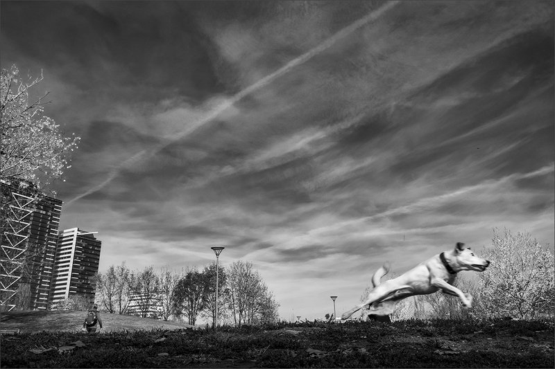 dog, bw, собака, чб ***photo preview