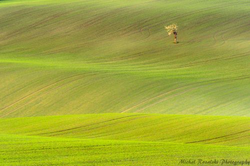 Lonely tree