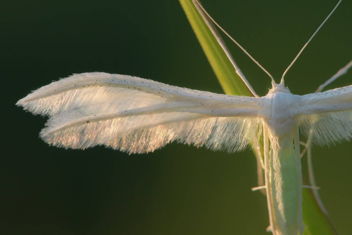 Ангельские крылышки. Автор: Ксения Соварцева Pterophorus pentadactyla, Пальцекрылка сливовая, пятипалый птицекрыл, Пальцекрылка пятипалая, бабочка вечером, крыло бабочки, белая бабочка, белое на зелёном, зелёный фон, Ксения Соварцева