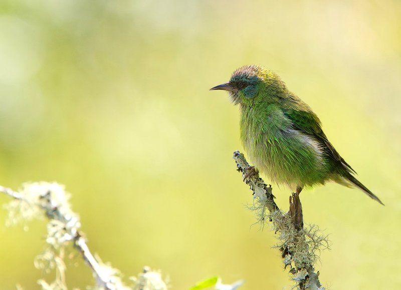 синий дакнис, самка, птицы, бразилия, dacnis cayana В ожидании весныphoto preview