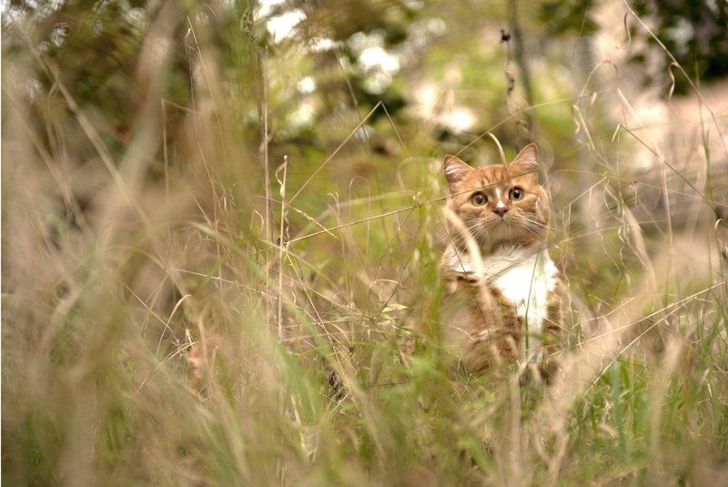 осенняя-кошачая...photo preview