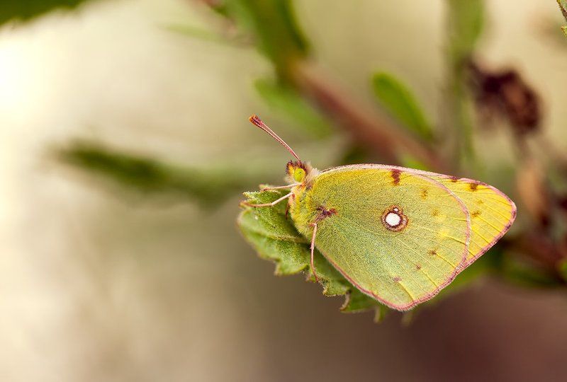 lepidoptera Colias croceaphoto preview