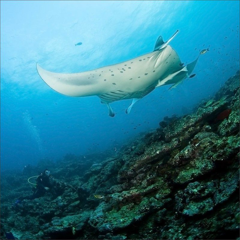 ужос Гипотетический кошмар на средних глубинахphoto preview