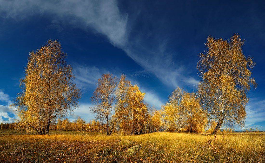Gold'n'Blue. Автор: Михаил Трахтенберг , Михаил Трахтенберг