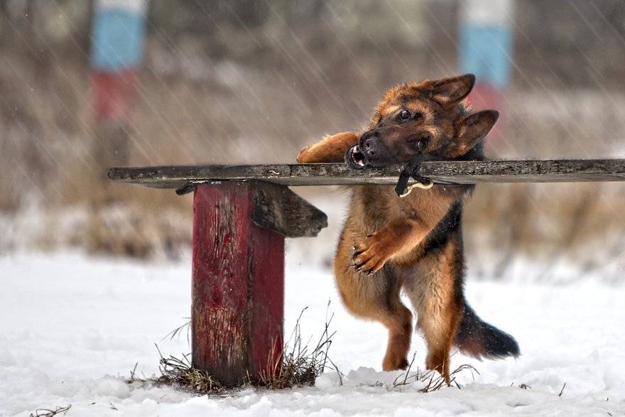 , игорь перфильев