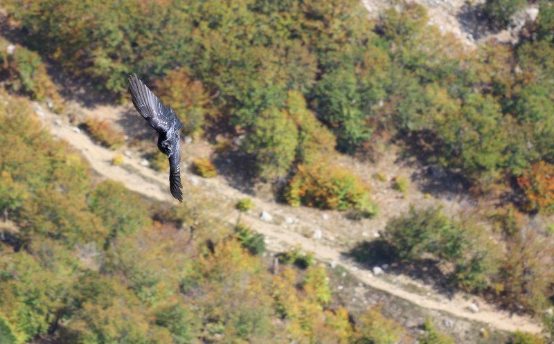 ворон, крым, горы, полет, крылья Чем не орел?  ;)photo preview