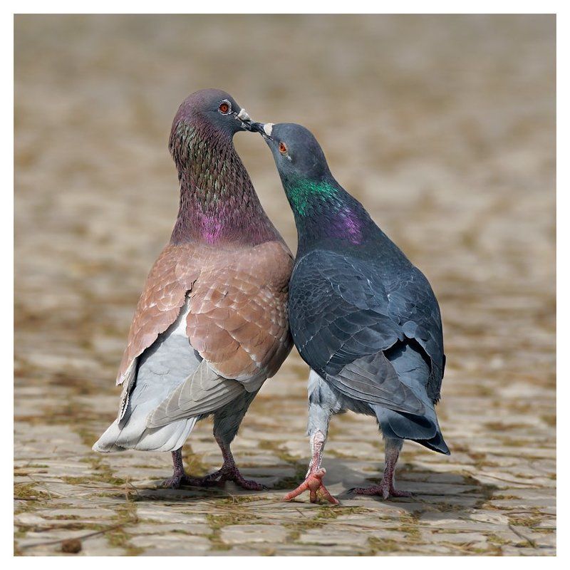 Любовь и голубиphoto preview