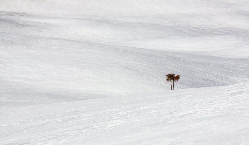 Снежная пальмаphoto preview