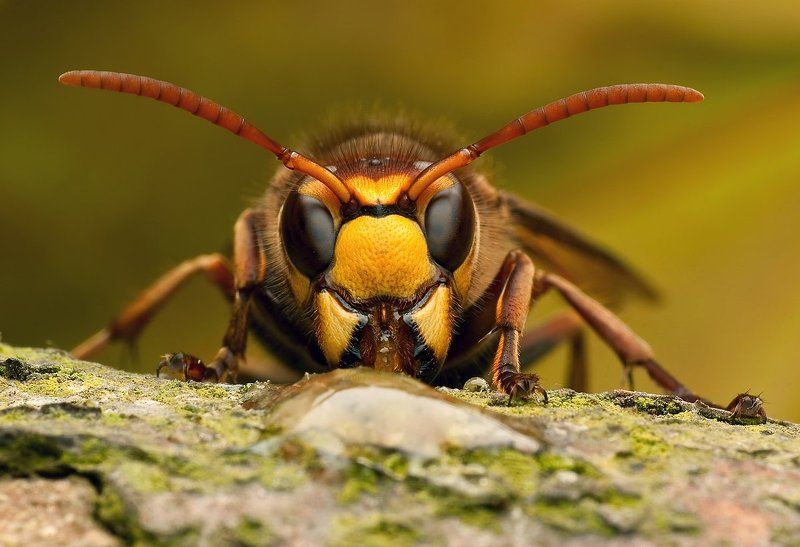 szerszeń...photo preview