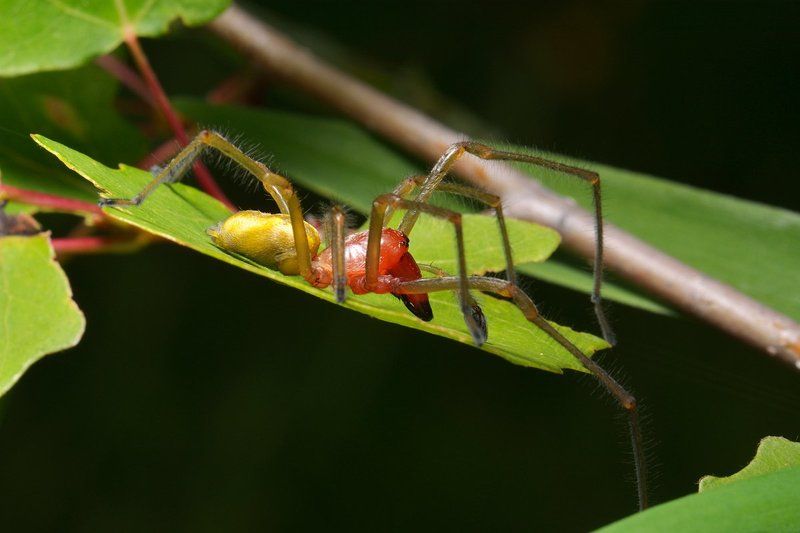 nikon, , , d7000, , , macro, , , asia, , , kazakhstan, , , nature, , , wildlife, , , spider, , , cheiracanthium, , , arthropoda, , , arachnida, , , казахстан, , , природа, , , , паук, , , макро Лодочникphoto preview