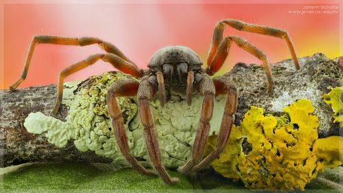 Spider, NZ