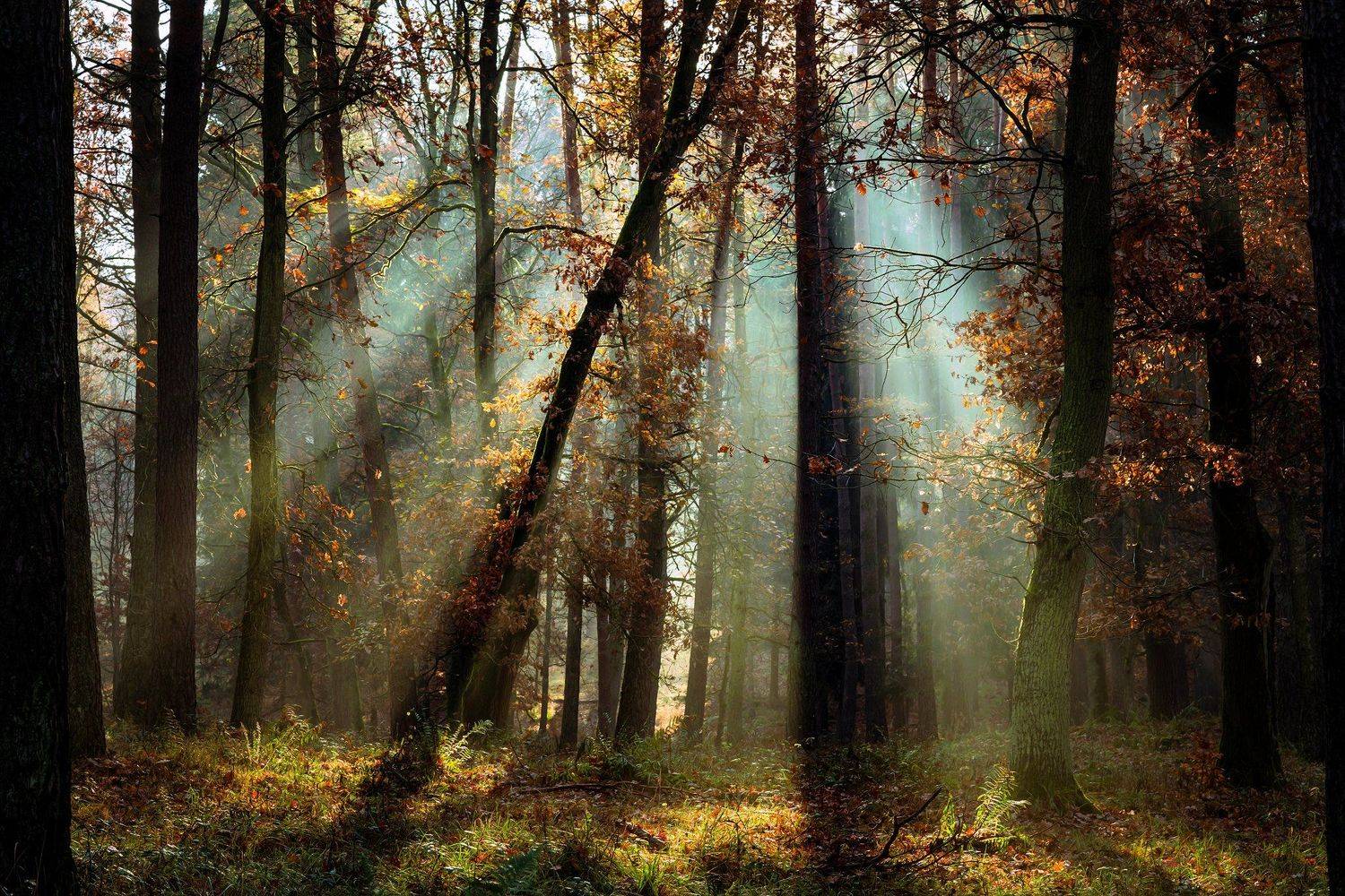 лесной свет. Автор: Radoslaw Dranikowski forest light лесной свет trees autumn magic mist dranikowski light beams fall tree las, Radoslaw Dranikowski