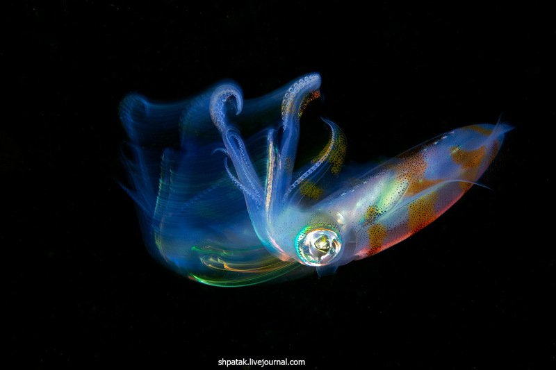 Philippines. Anilao. Black water.photo preview