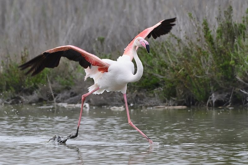 птицы birds Phoenicopterus roseusphoto preview