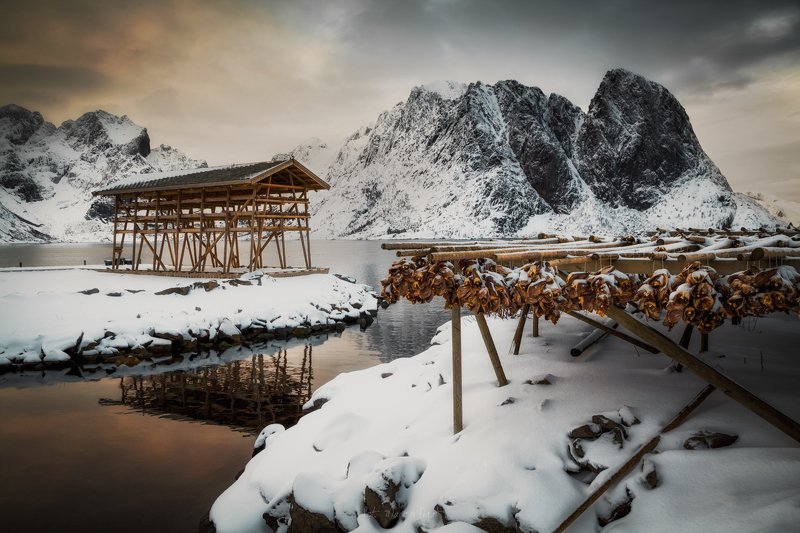 Drying fish in the Lofoten.photo preview